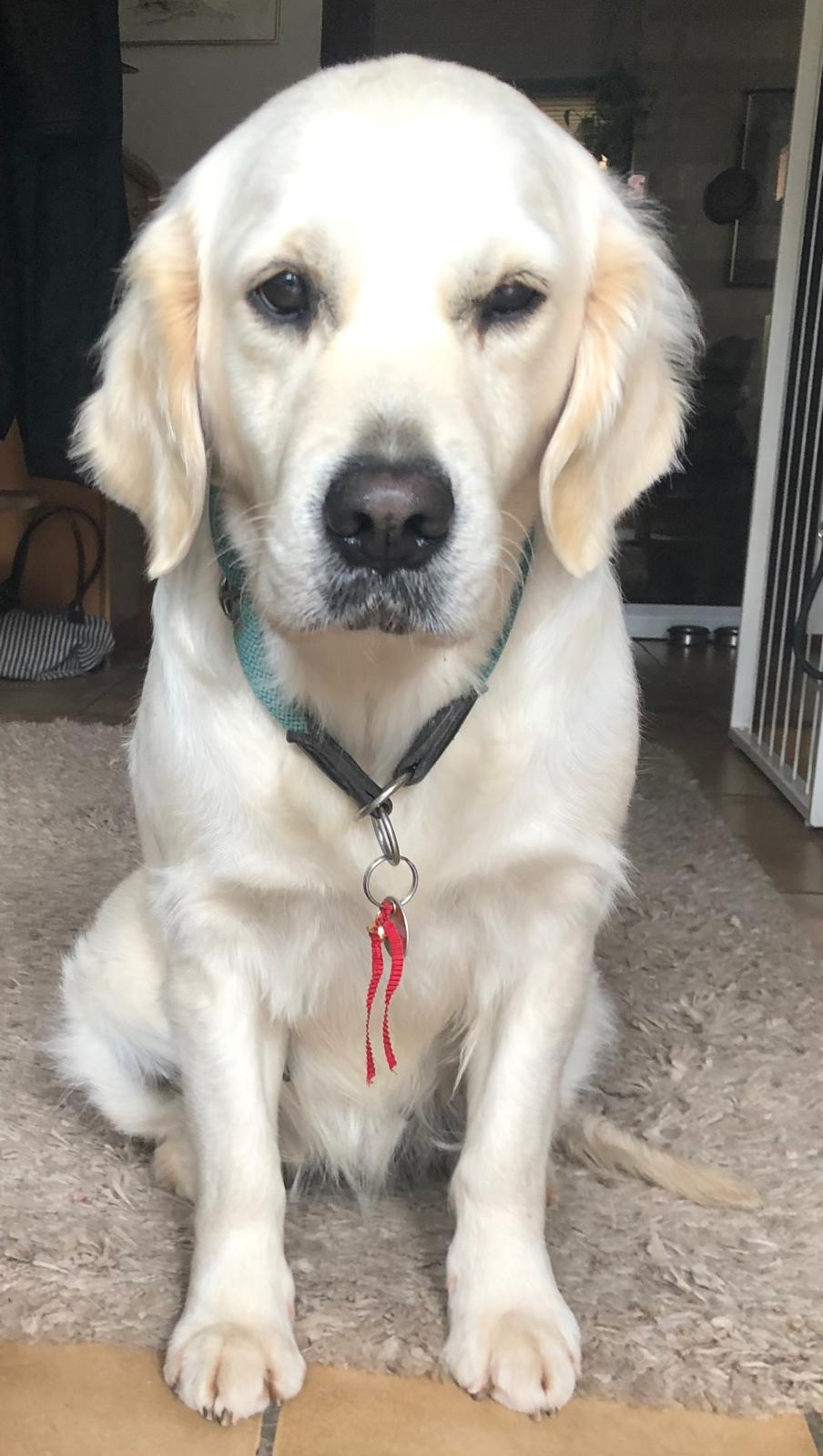 Golden-Retriever-Bremen
