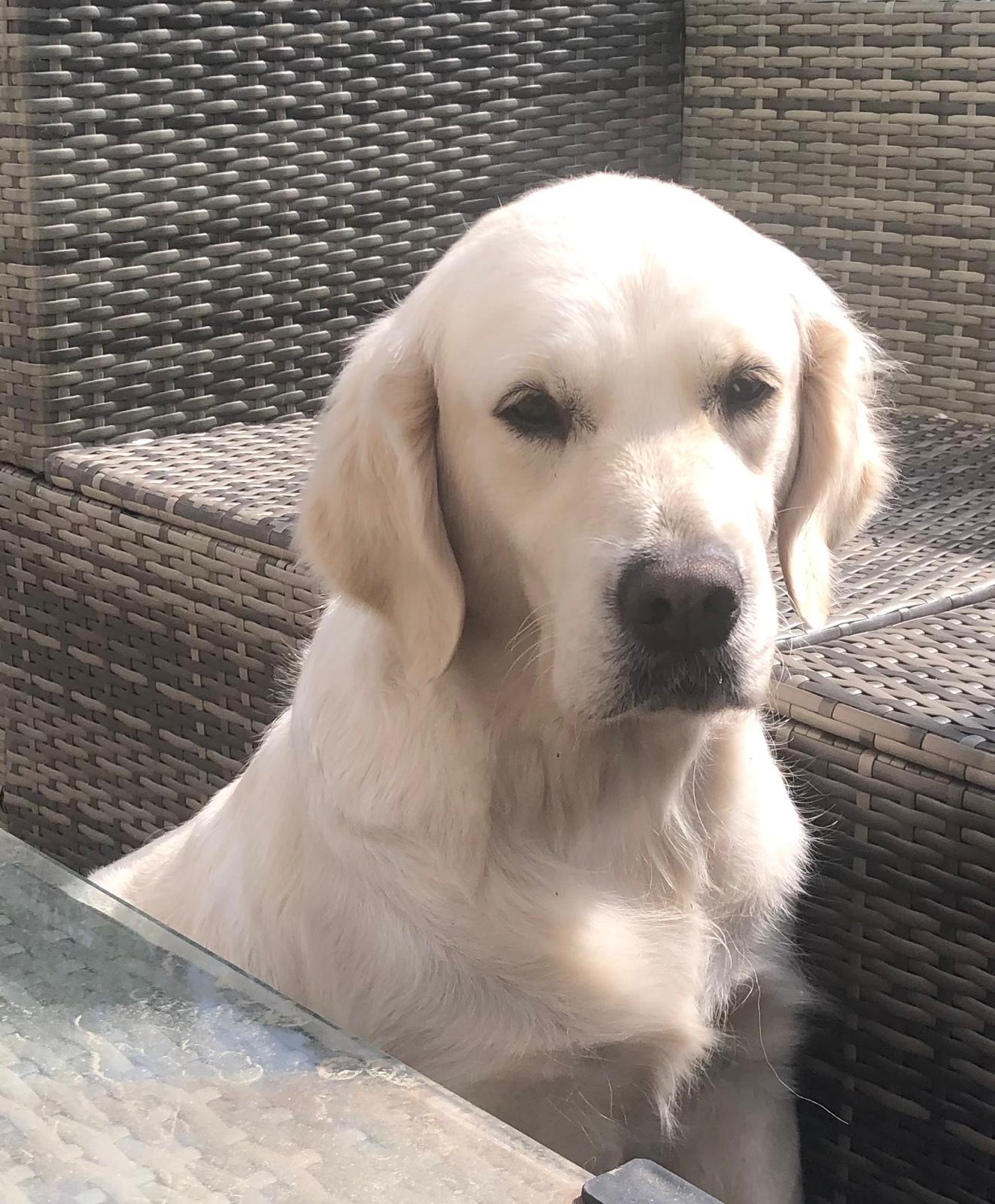 Golden-Retriever-Bremen
