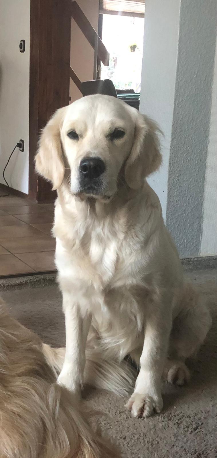 Golden-Retriever-Bremen