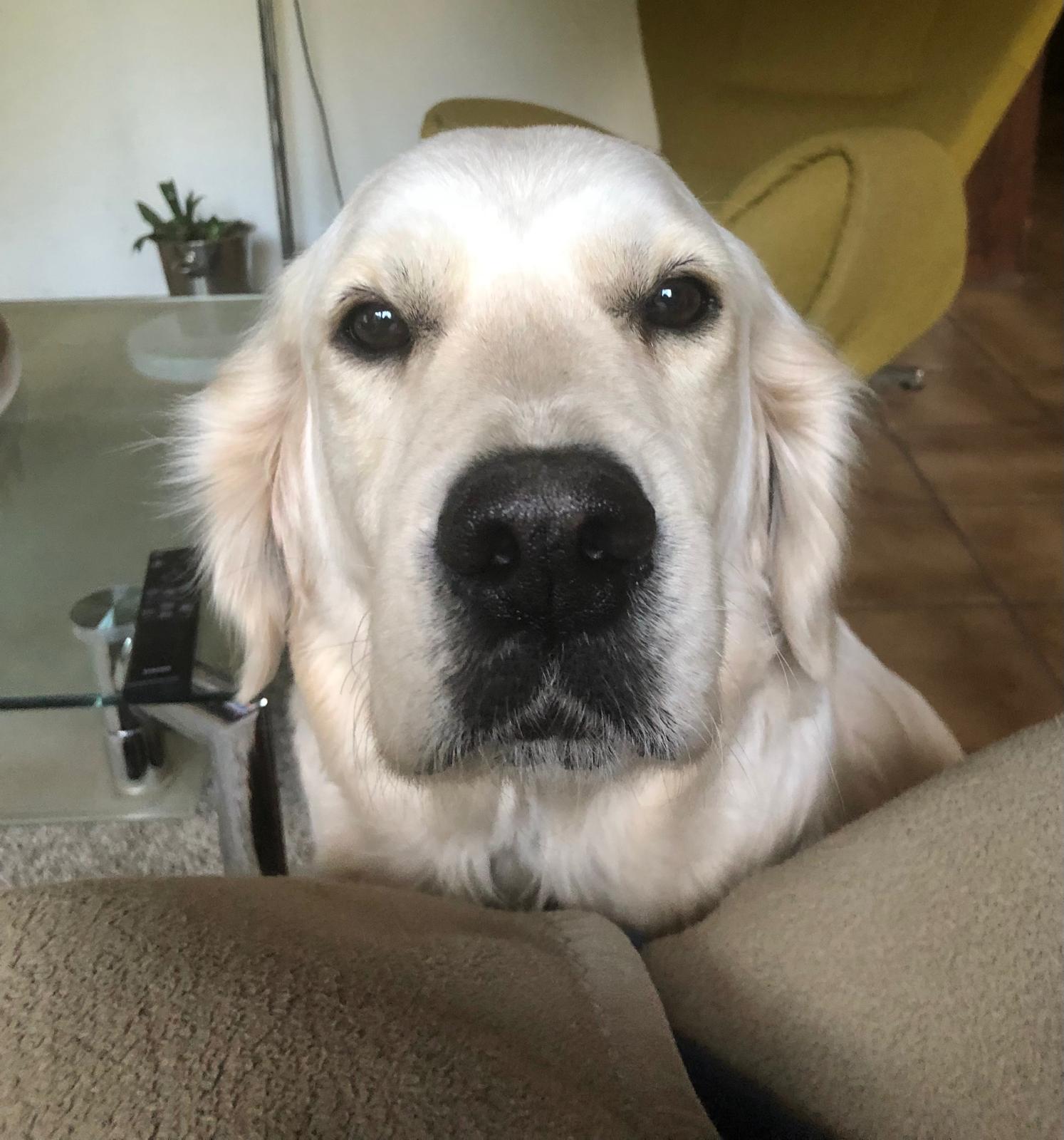 Golden-Retriever-Bremen
