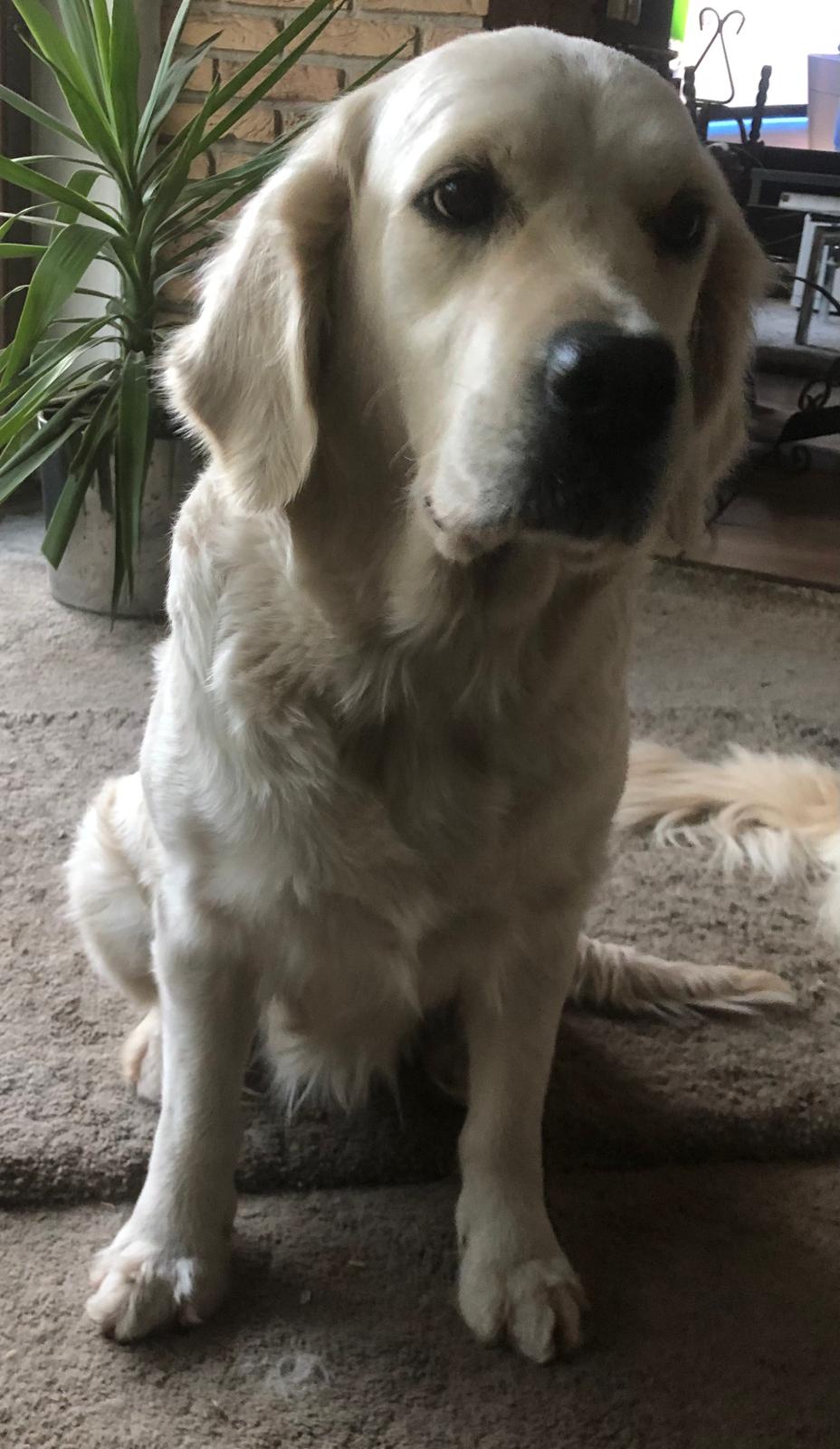 Golden-Retriever-Bremen