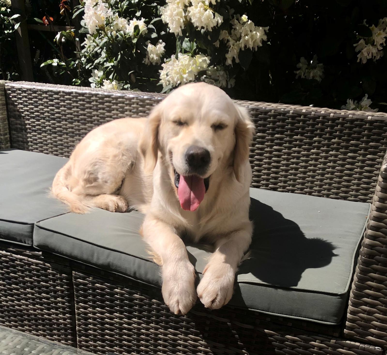 Golden-Retriever-Bremen