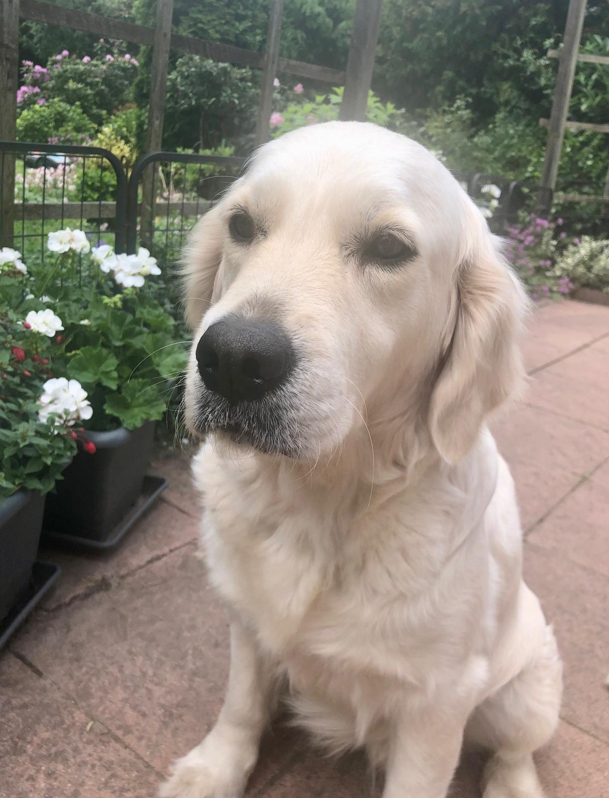 Golden-Retriever-Bremen