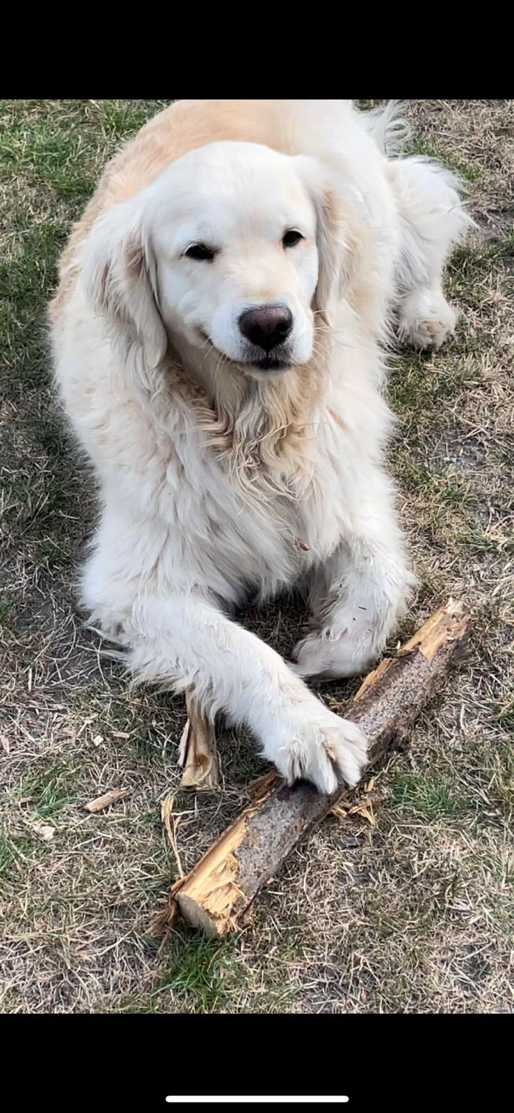 Golden-Retriever-Bremen
