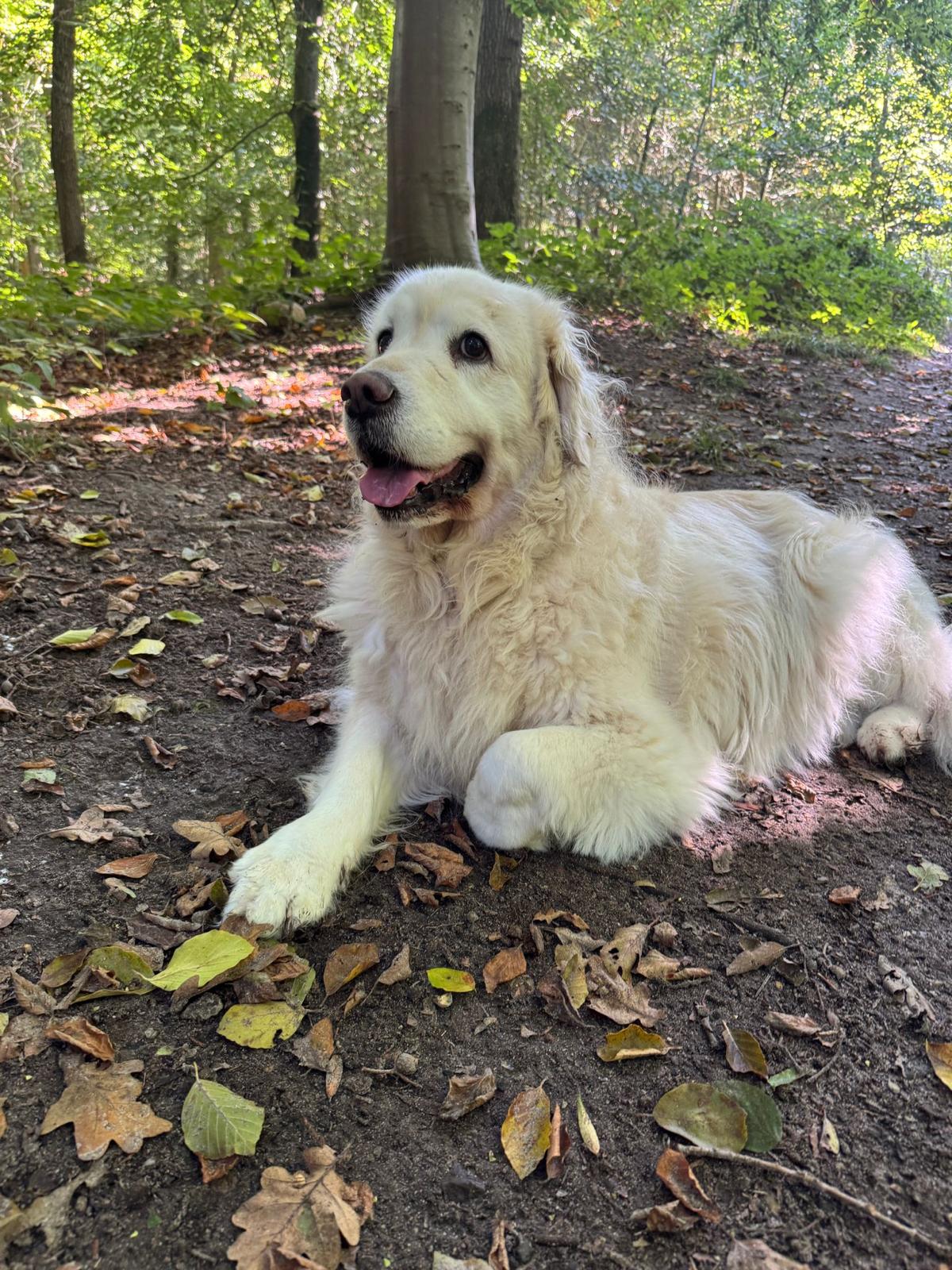 Golden-Retriever-Bremen