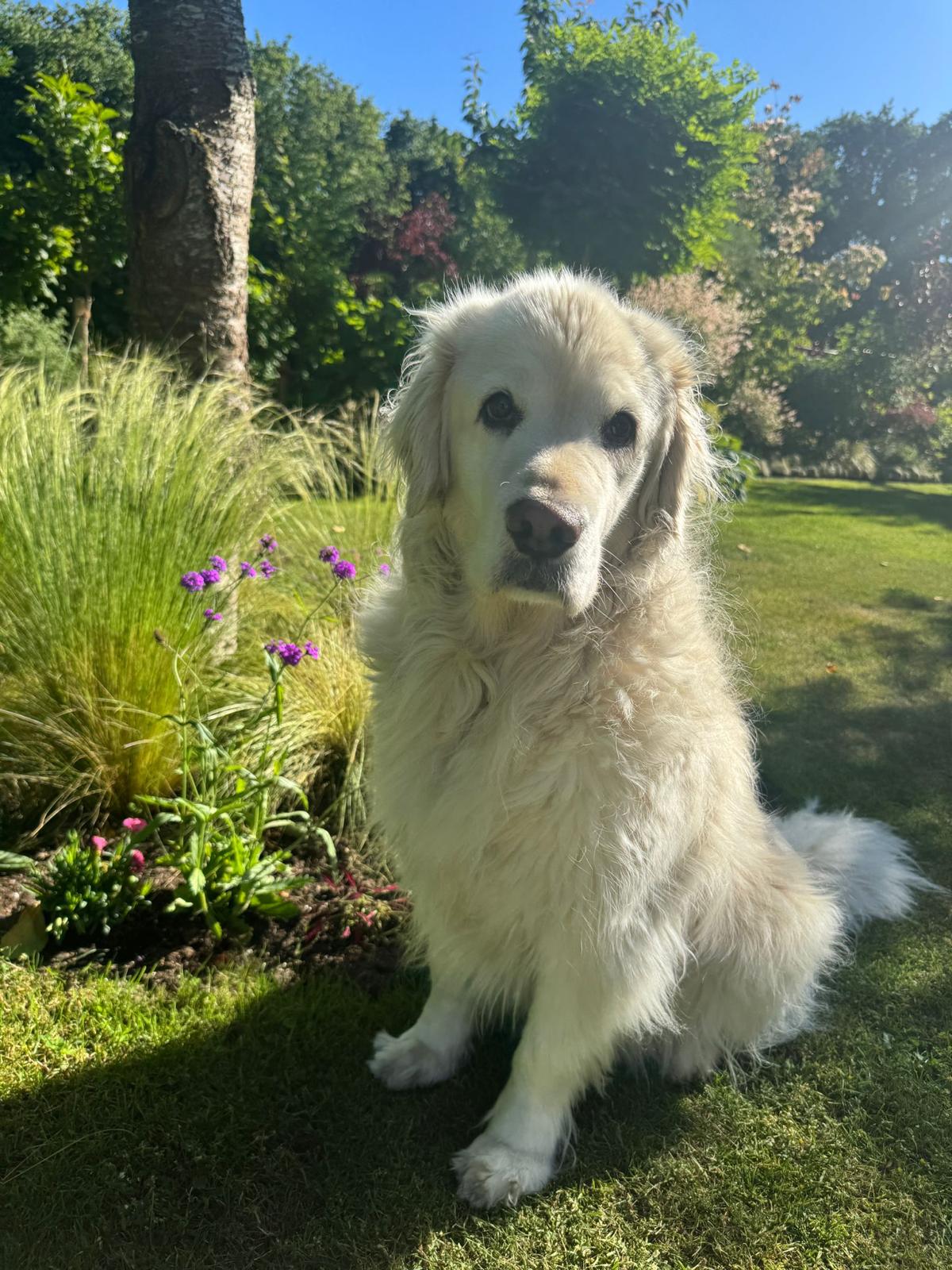 Golden-Retriever-Bremen