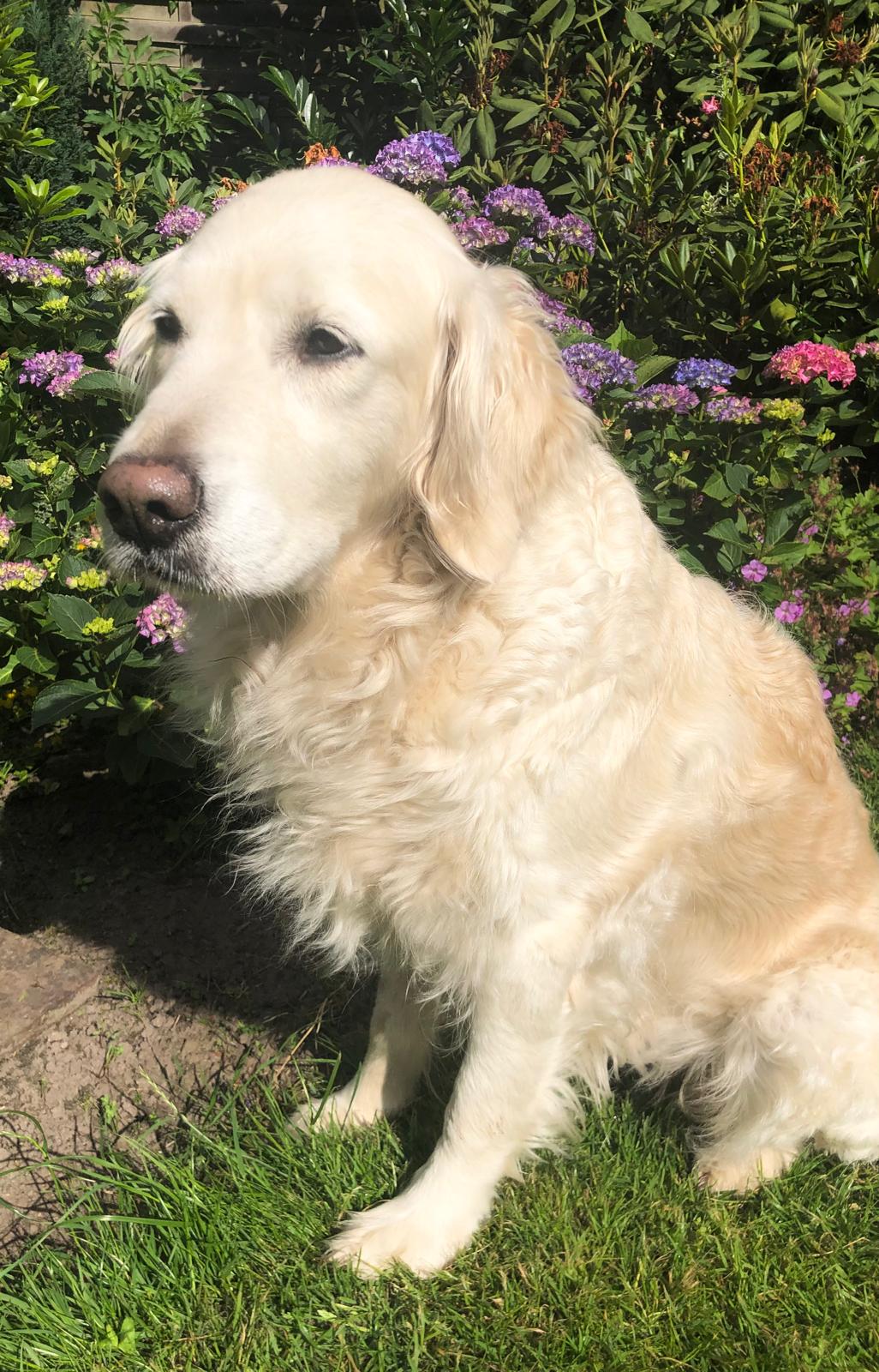 Golden-Retriever-Bremen