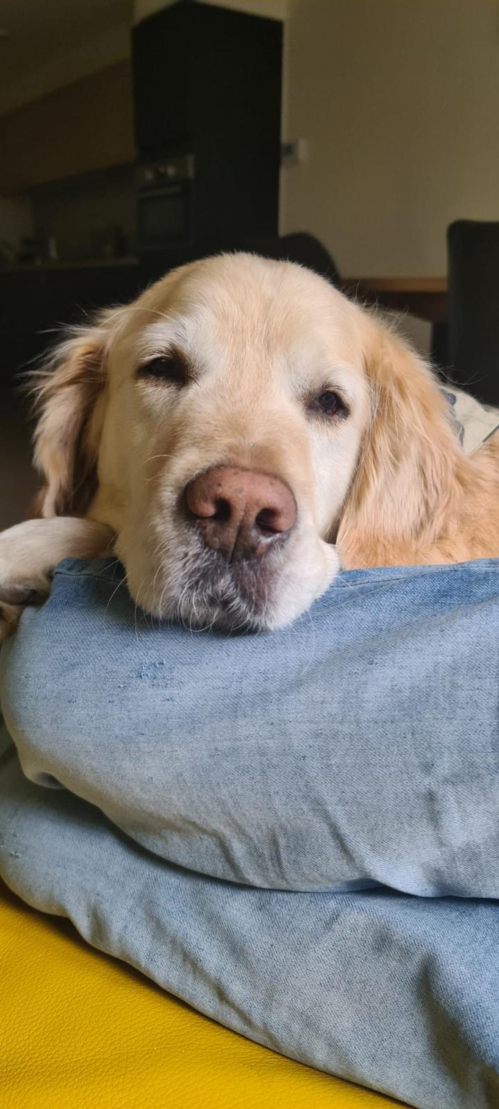 Golden-Retriever-Bremen