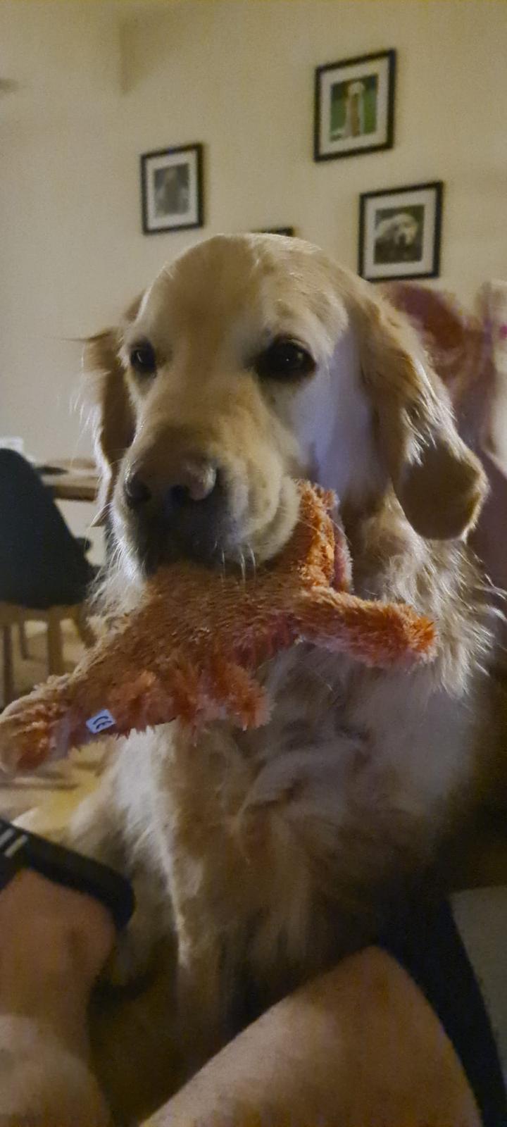 Golden-Retriever-Bremen