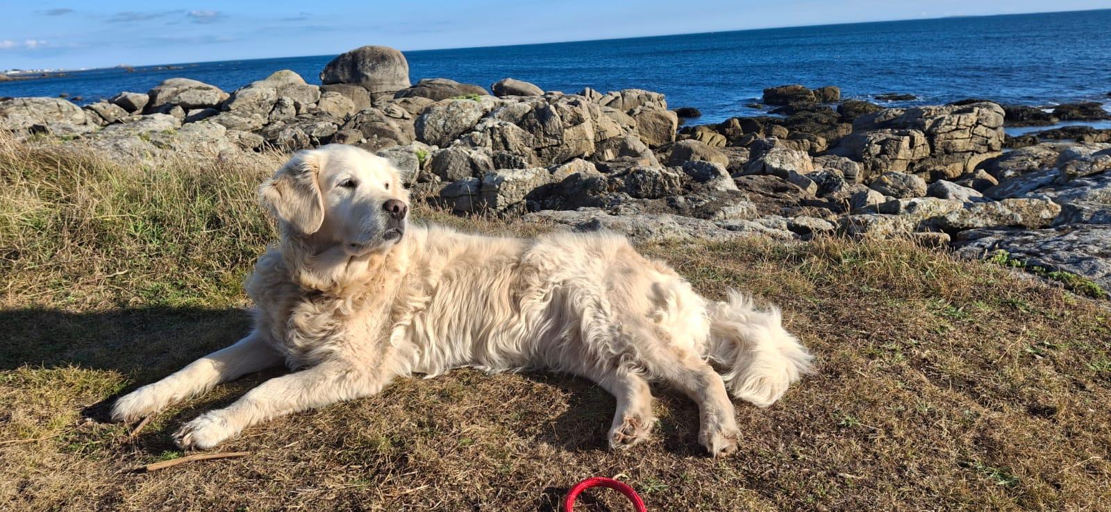 Golden-Retriever-Bremen