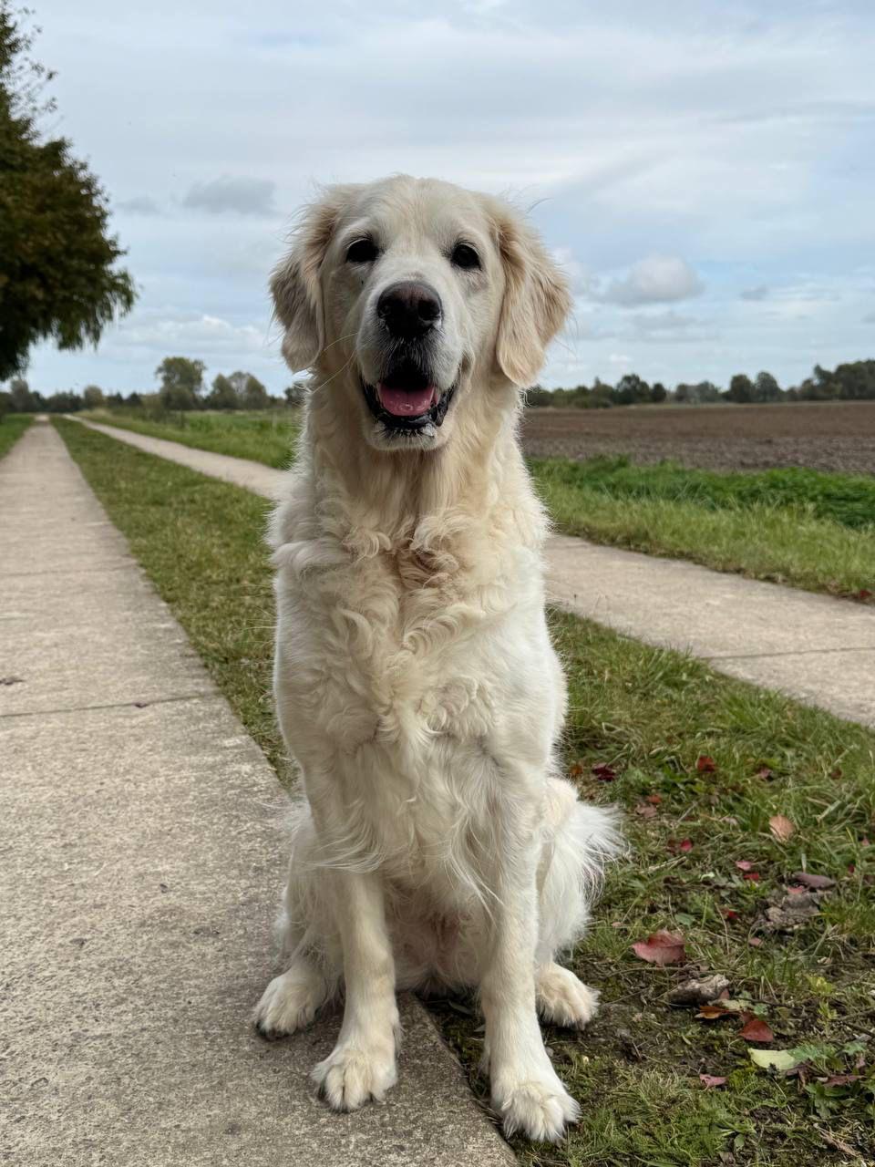 Golden-Retriever-Bremen