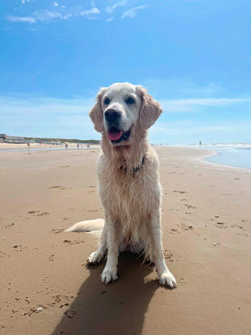 Golden-Retriever-Bremen