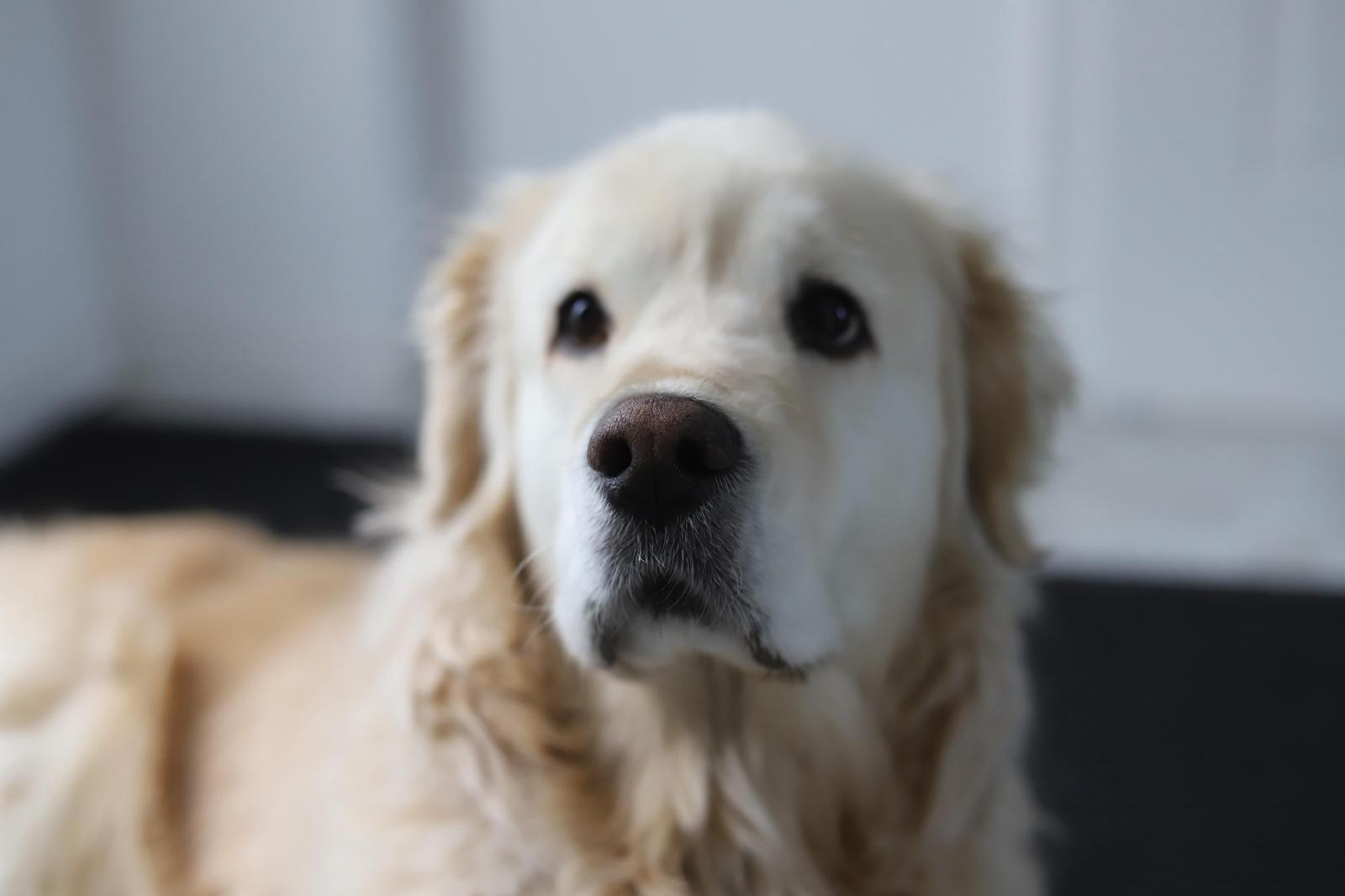Golden-Retriever-Bremen
