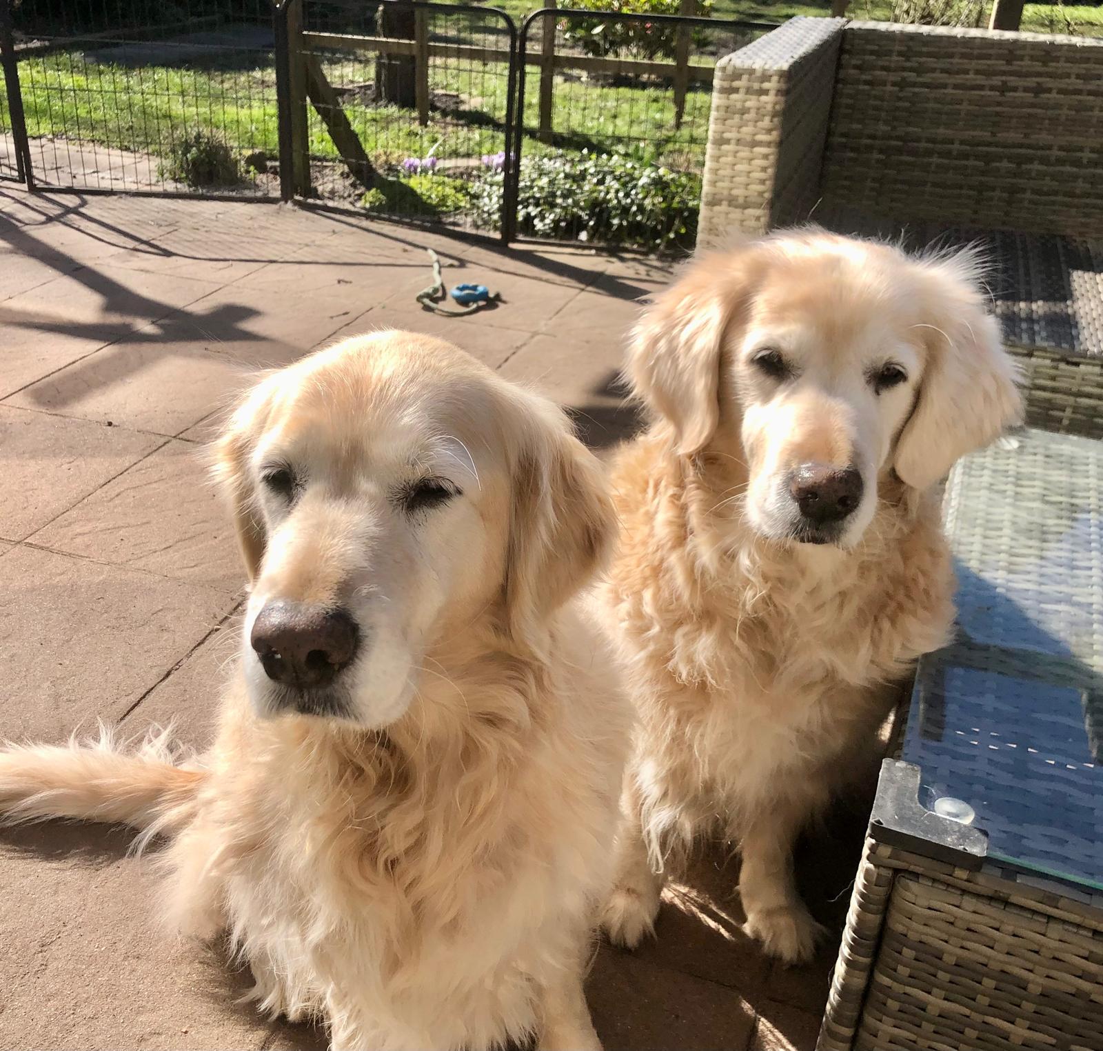 Golden-Retriever-Bremen