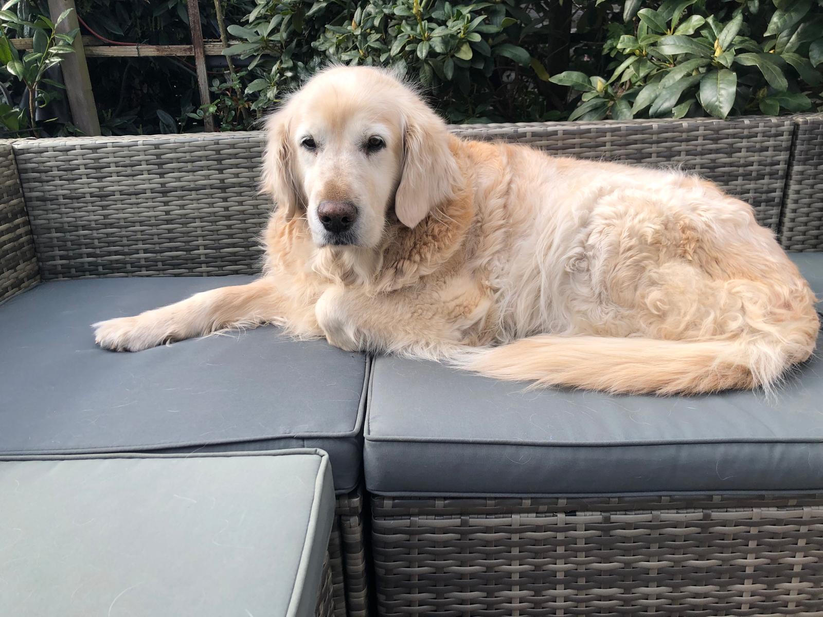 Golden-Retriever-Bremen