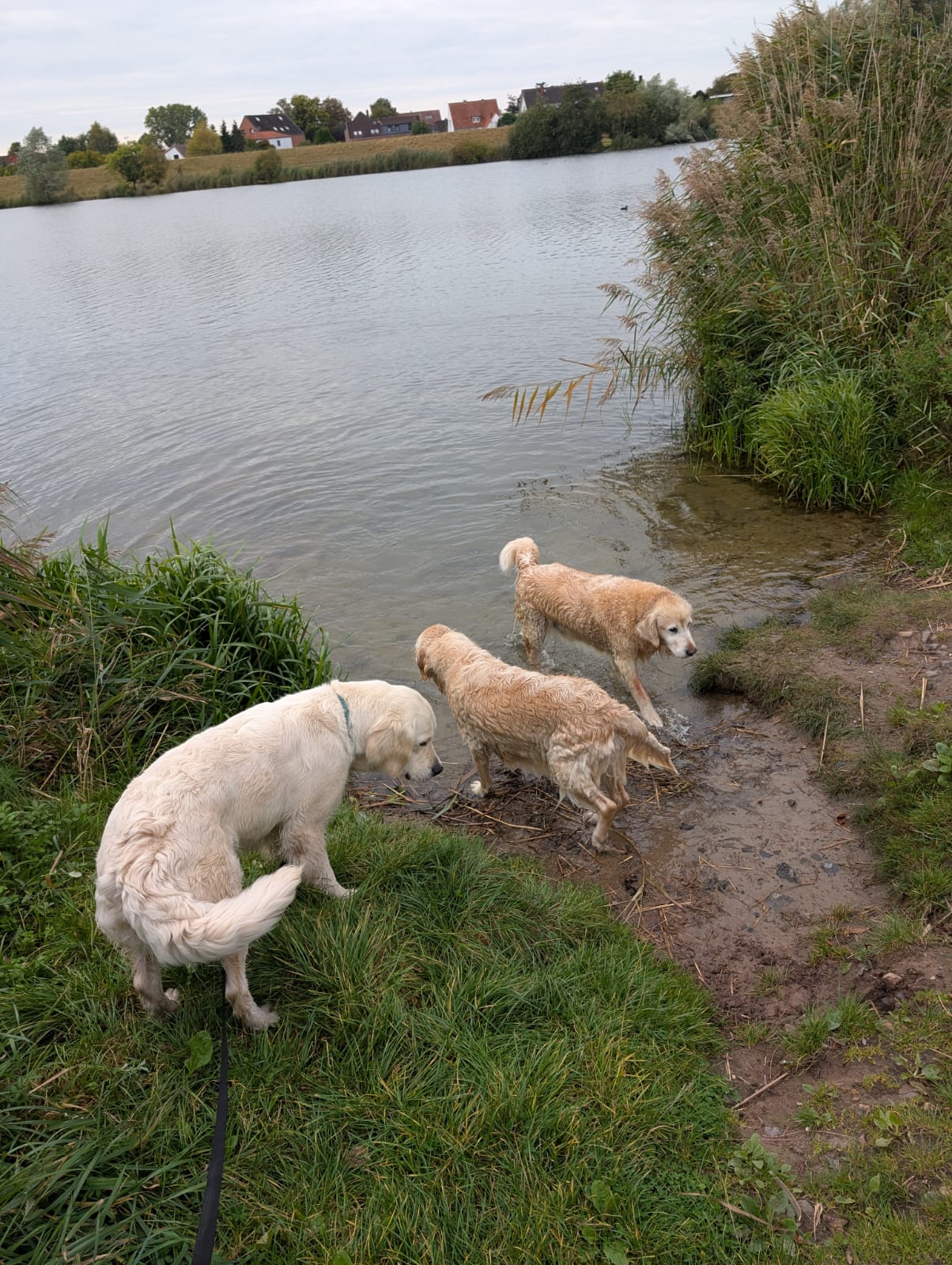 Golden-Retriever-Bremen