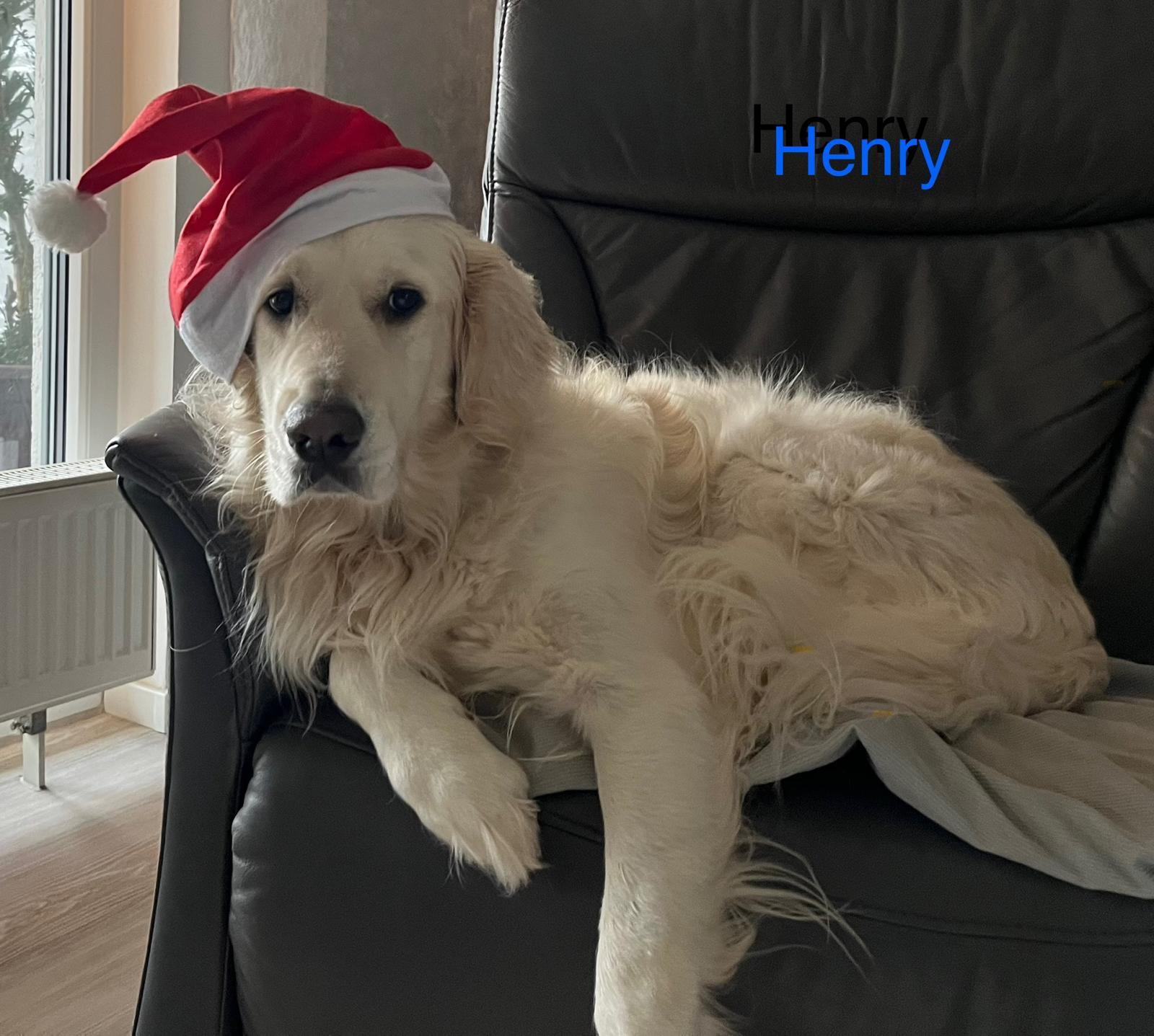 Golden-Retriever-Bremen