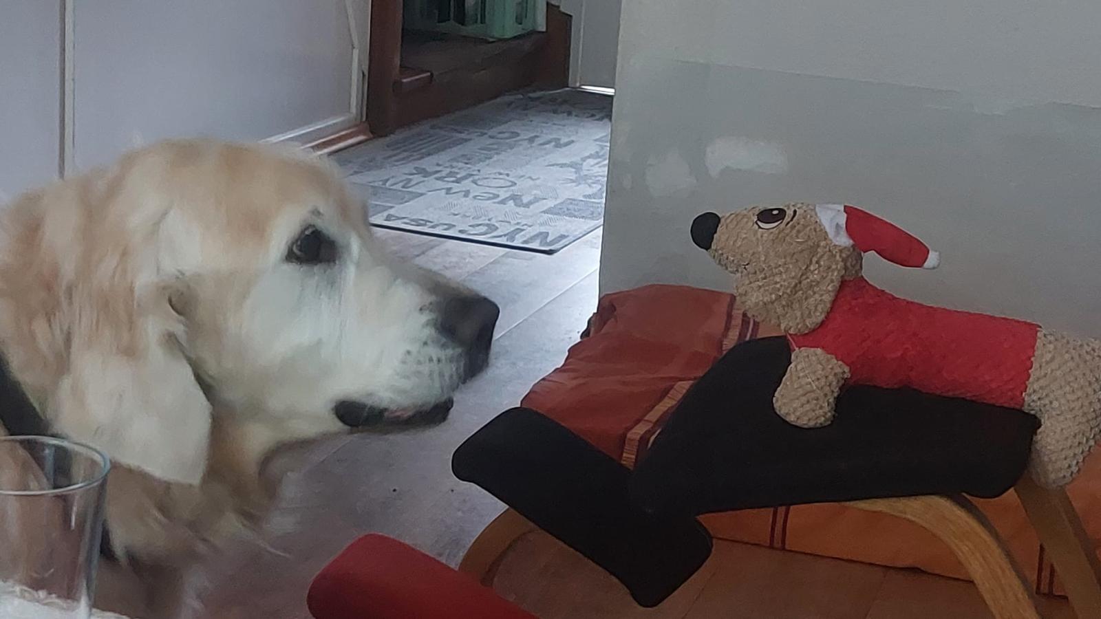 Golden-Retriever-Bremen