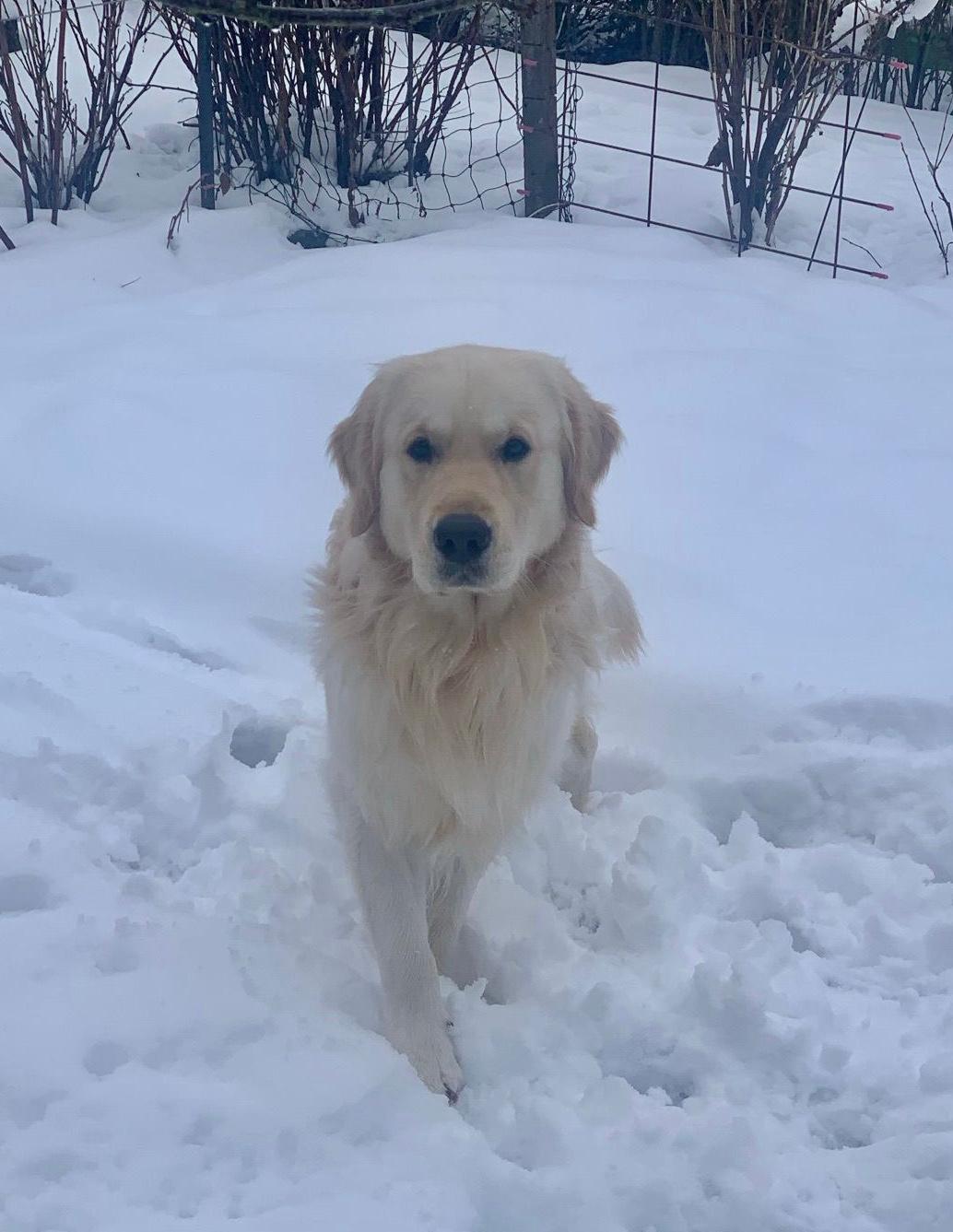 Golden-Retriever-Bremen