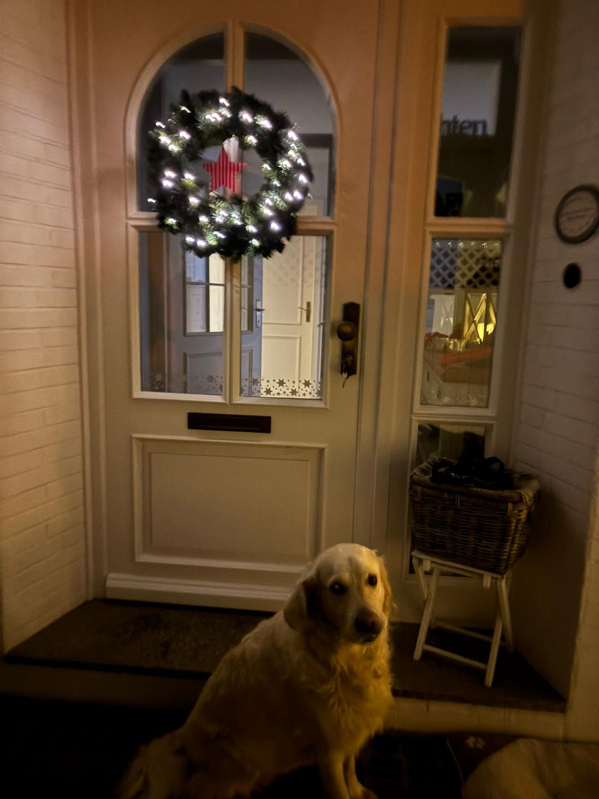 Golden-Retriever-Bremen