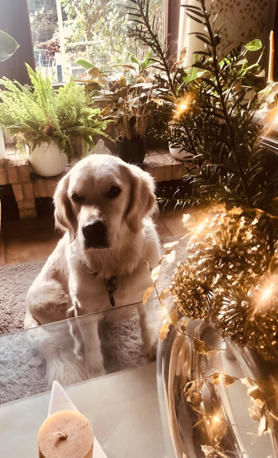 Golden-Retriever-Bremen