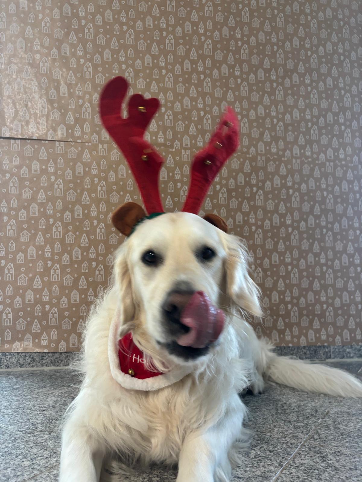 Golden-Retriever-Bremen