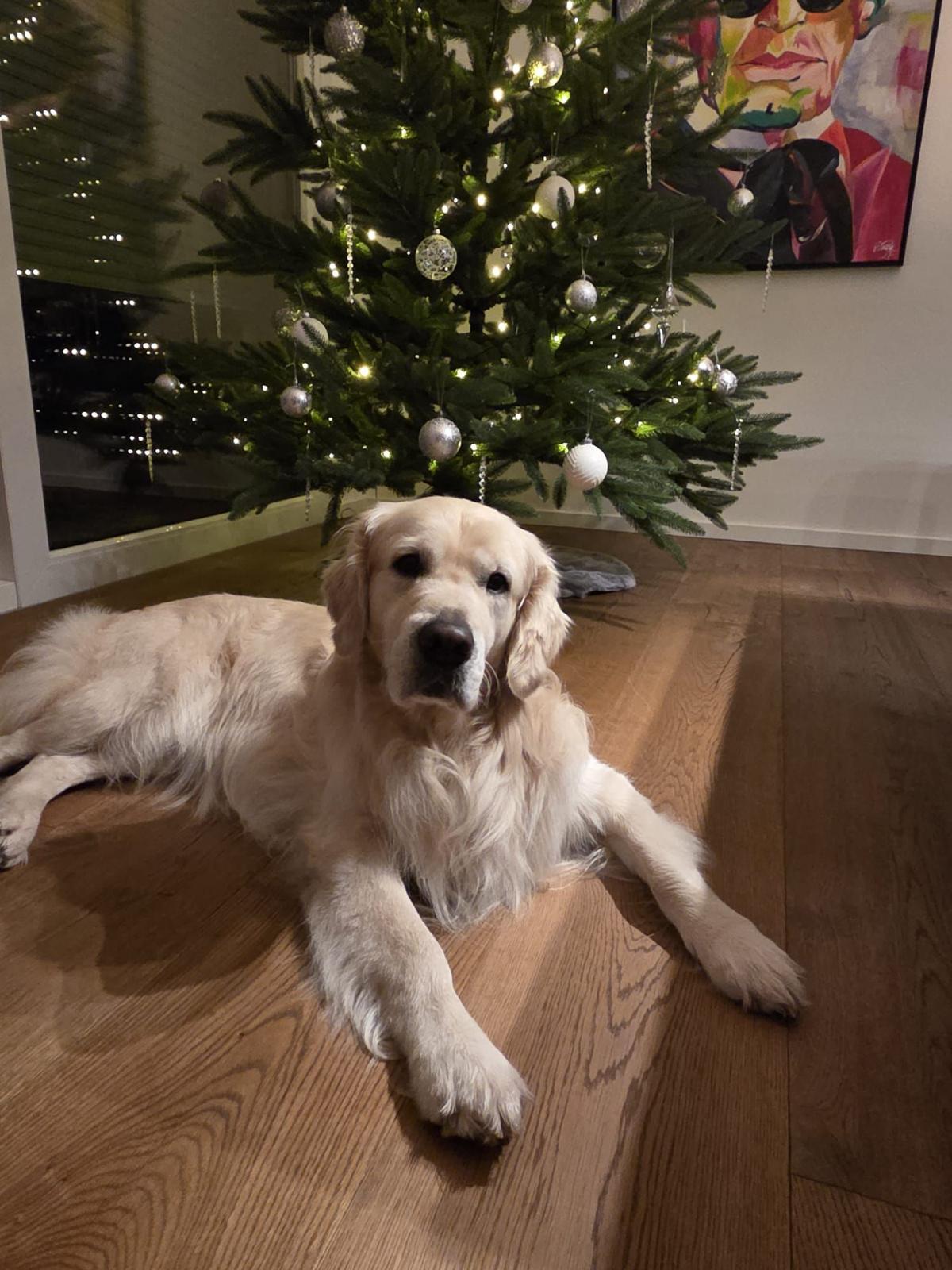 Golden-Retriever-Bremen