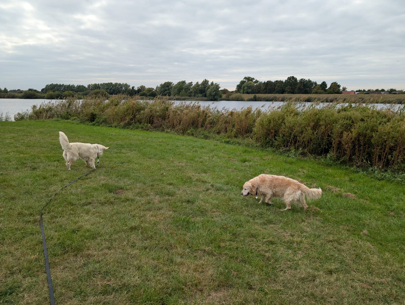 Golden-Retriever-Bremen