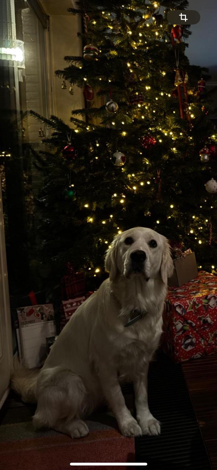 Golden-Retriever-Bremen