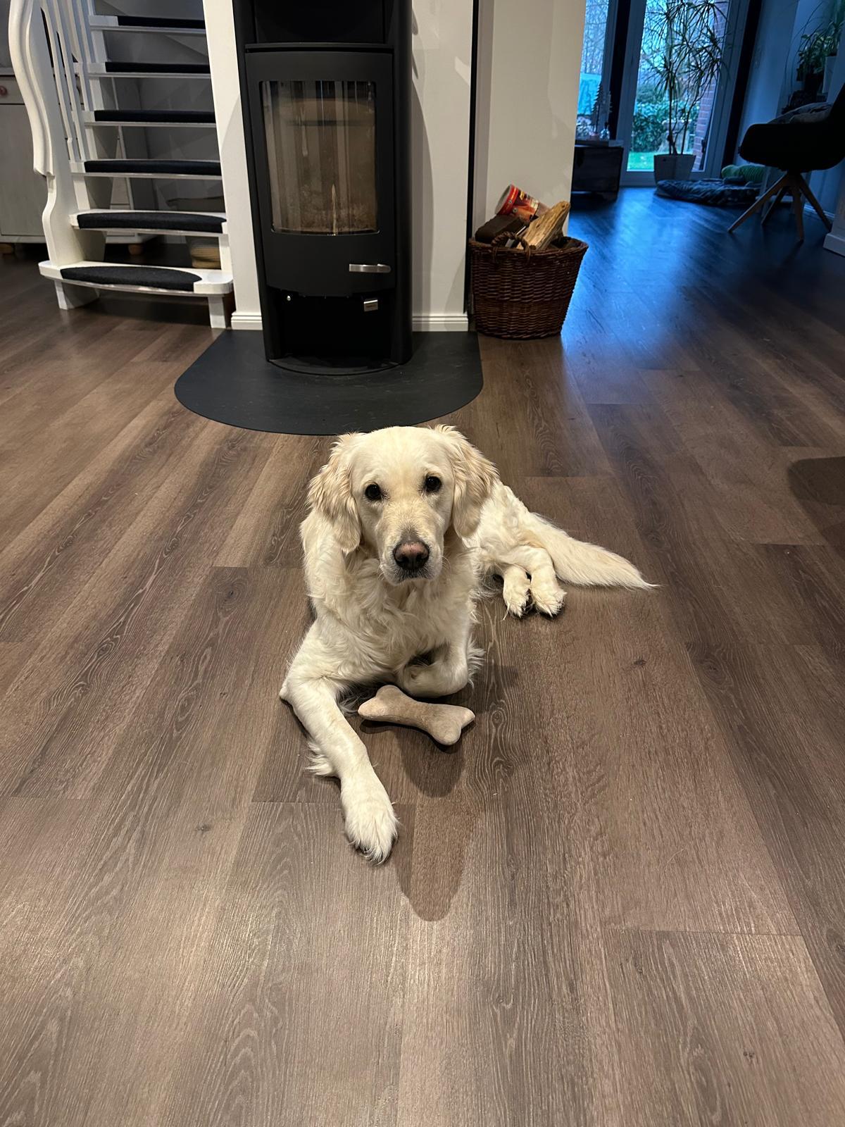 Golden-Retriever-Bremen