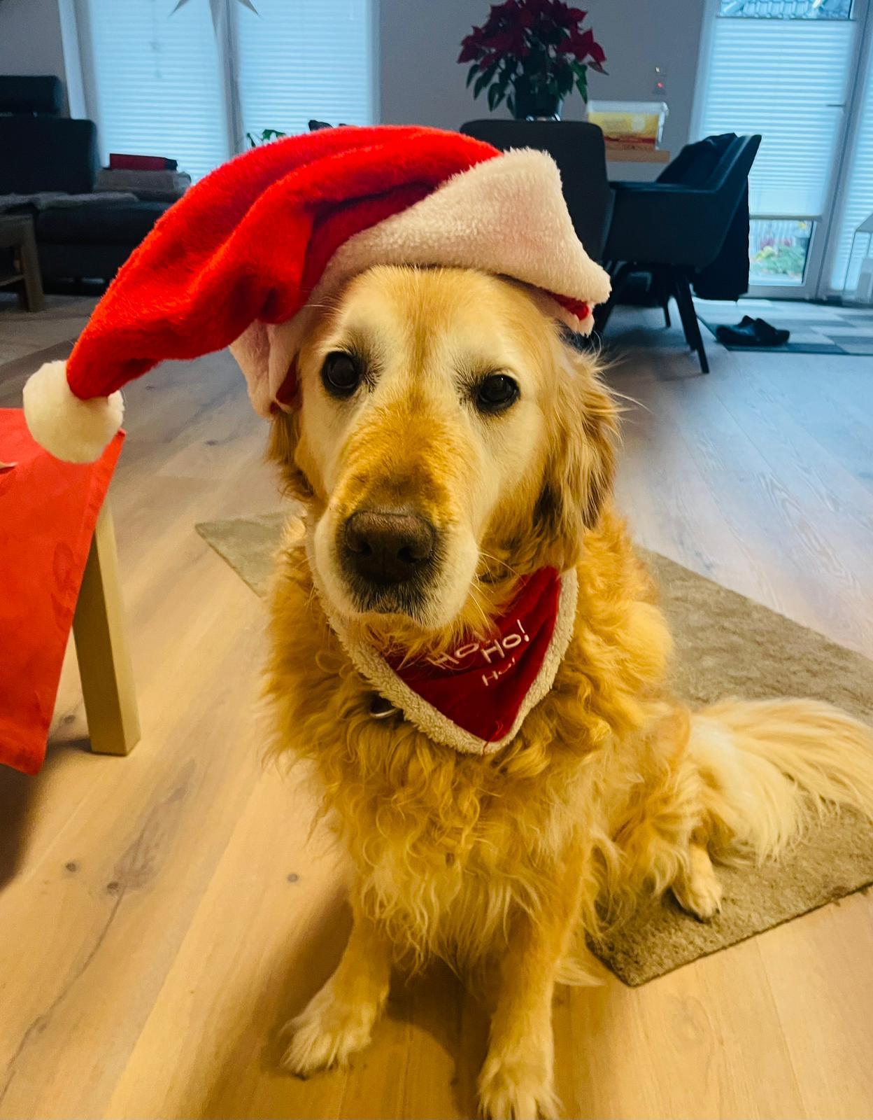 Golden-Retriever-Bremen