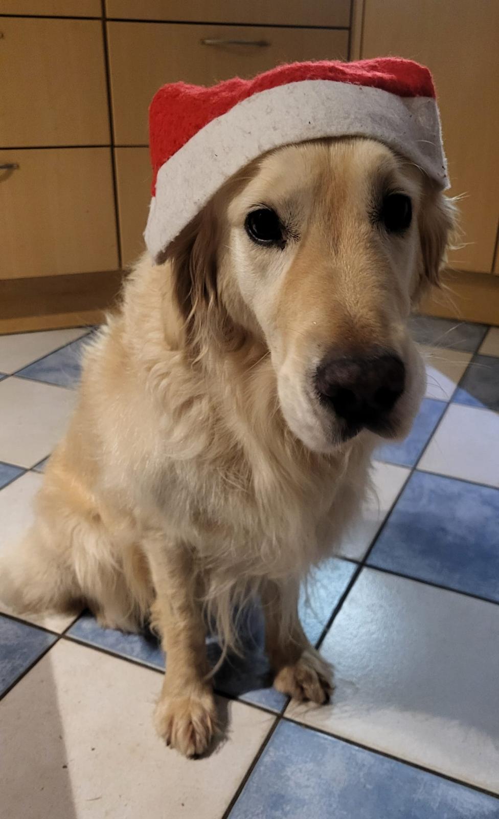 Golden-Retriever-Bremen