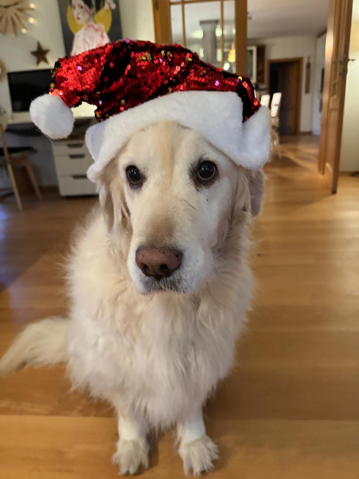 Golden-Retriever-Bremen