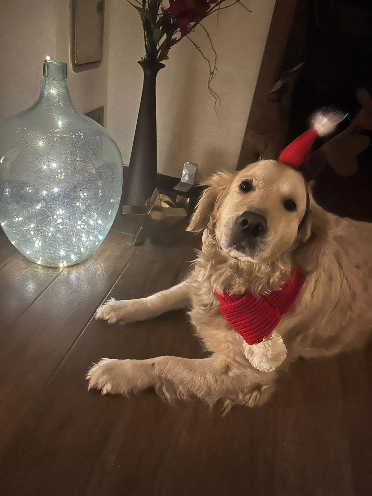 Golden-Retriever-Bremen