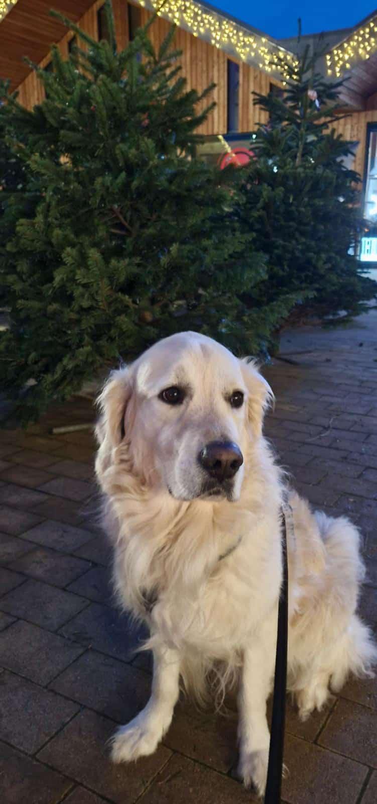 Golden-Retriever-Bremen
