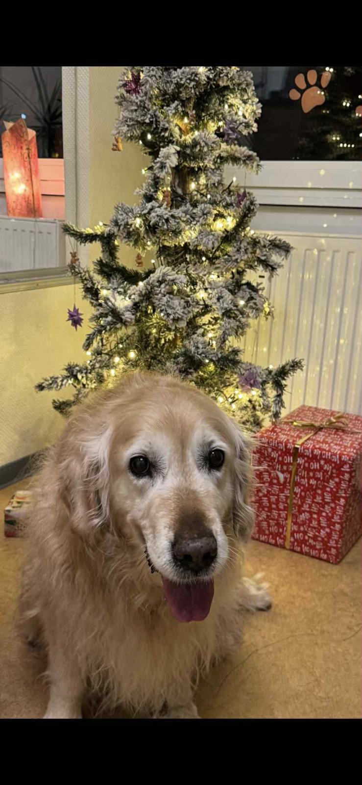 Golden-Retriever-Bremen