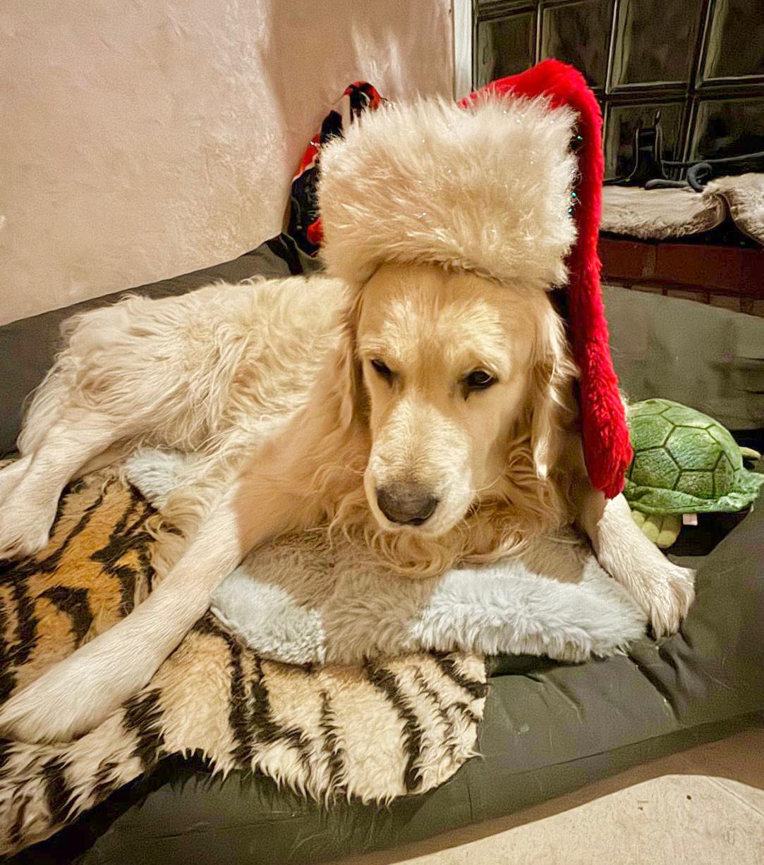 Golden-Retriever-Bremen