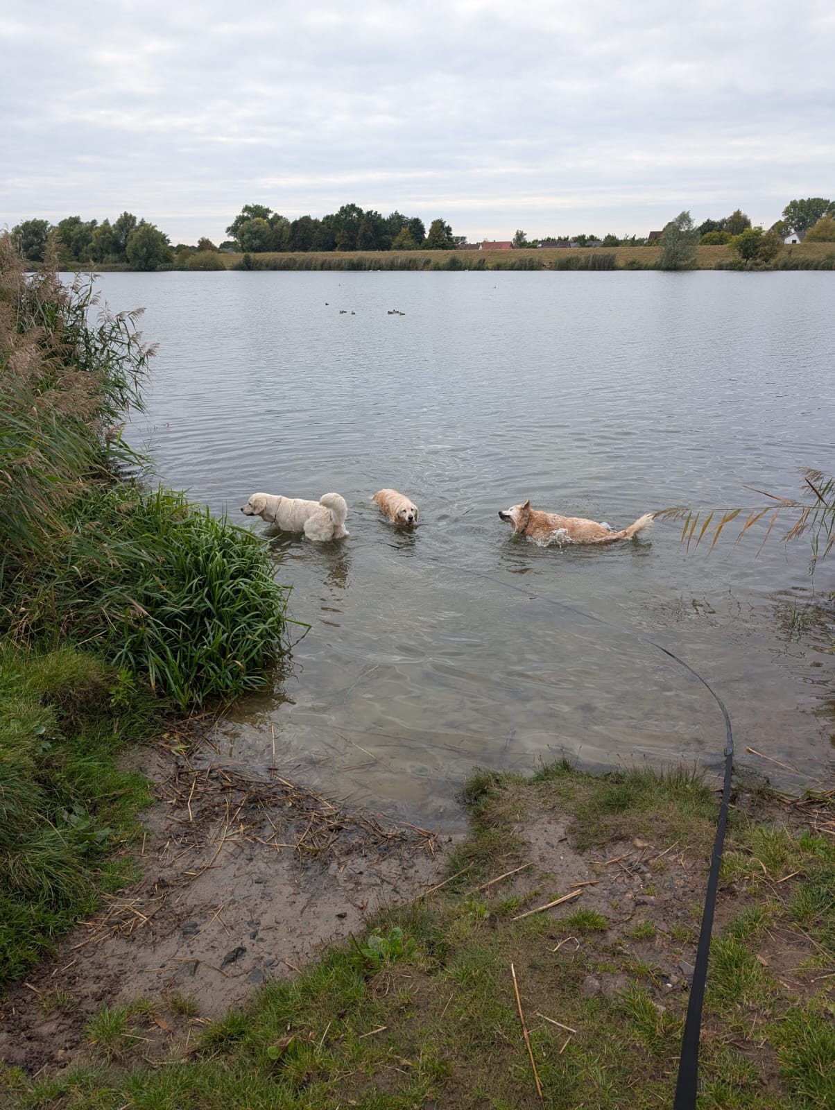Golden-Retriever-Bremen