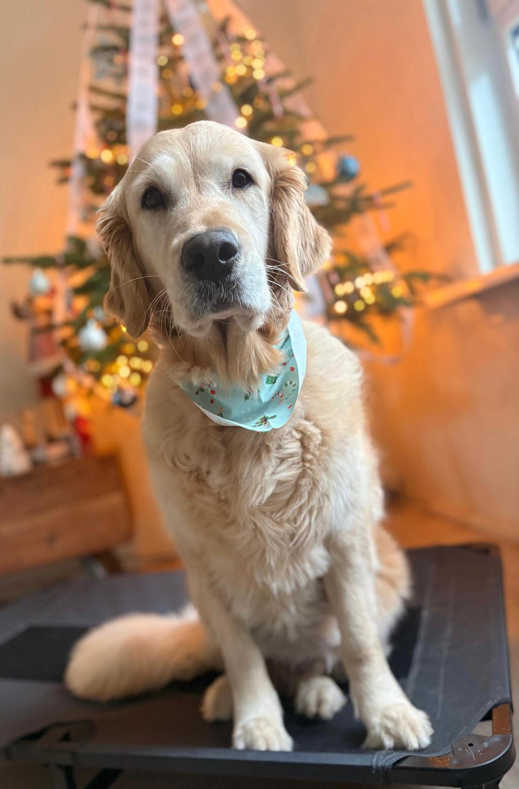 Golden-Retriever-Bremen