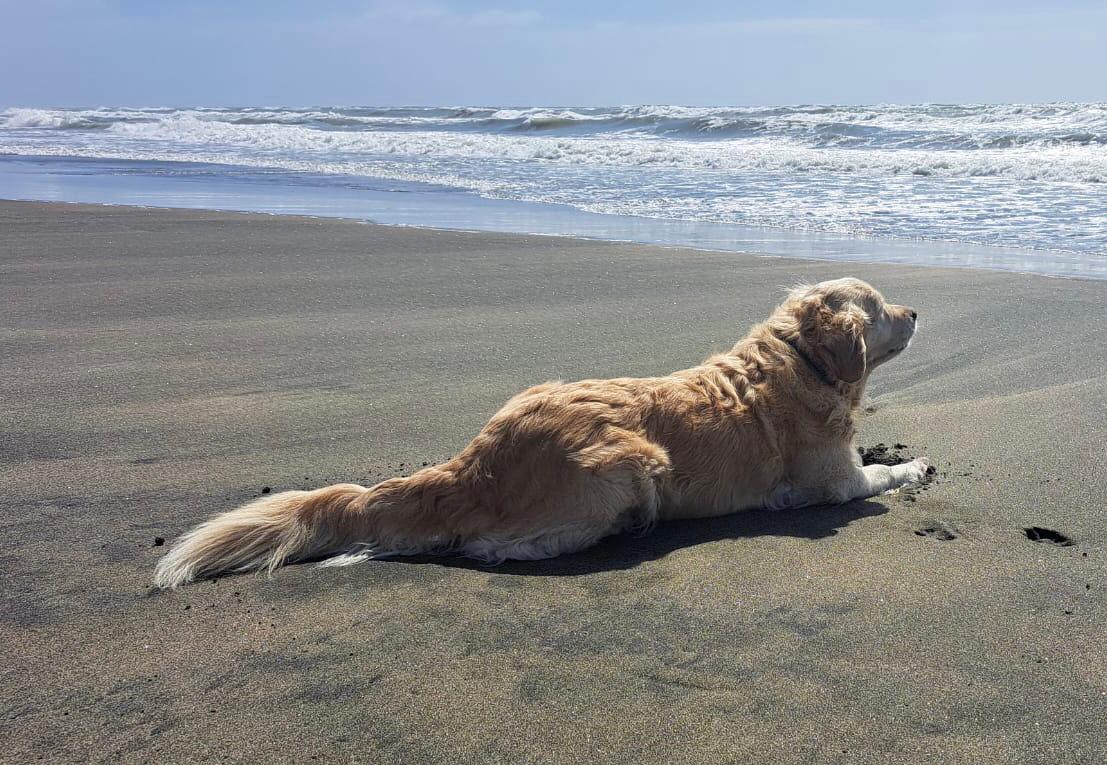 Golden-Retriever-Bremen
