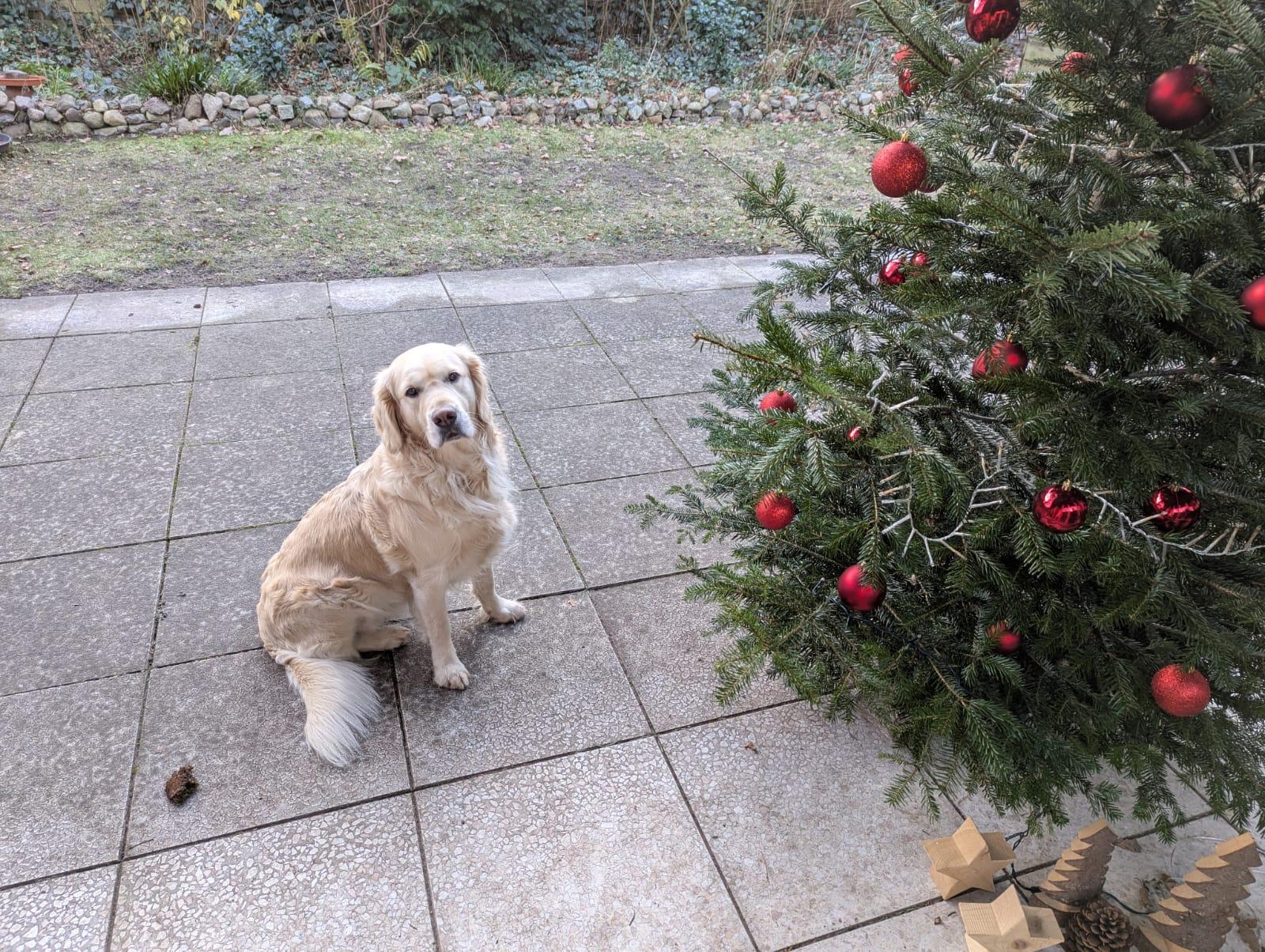 Golden-Retriever-Bremen
