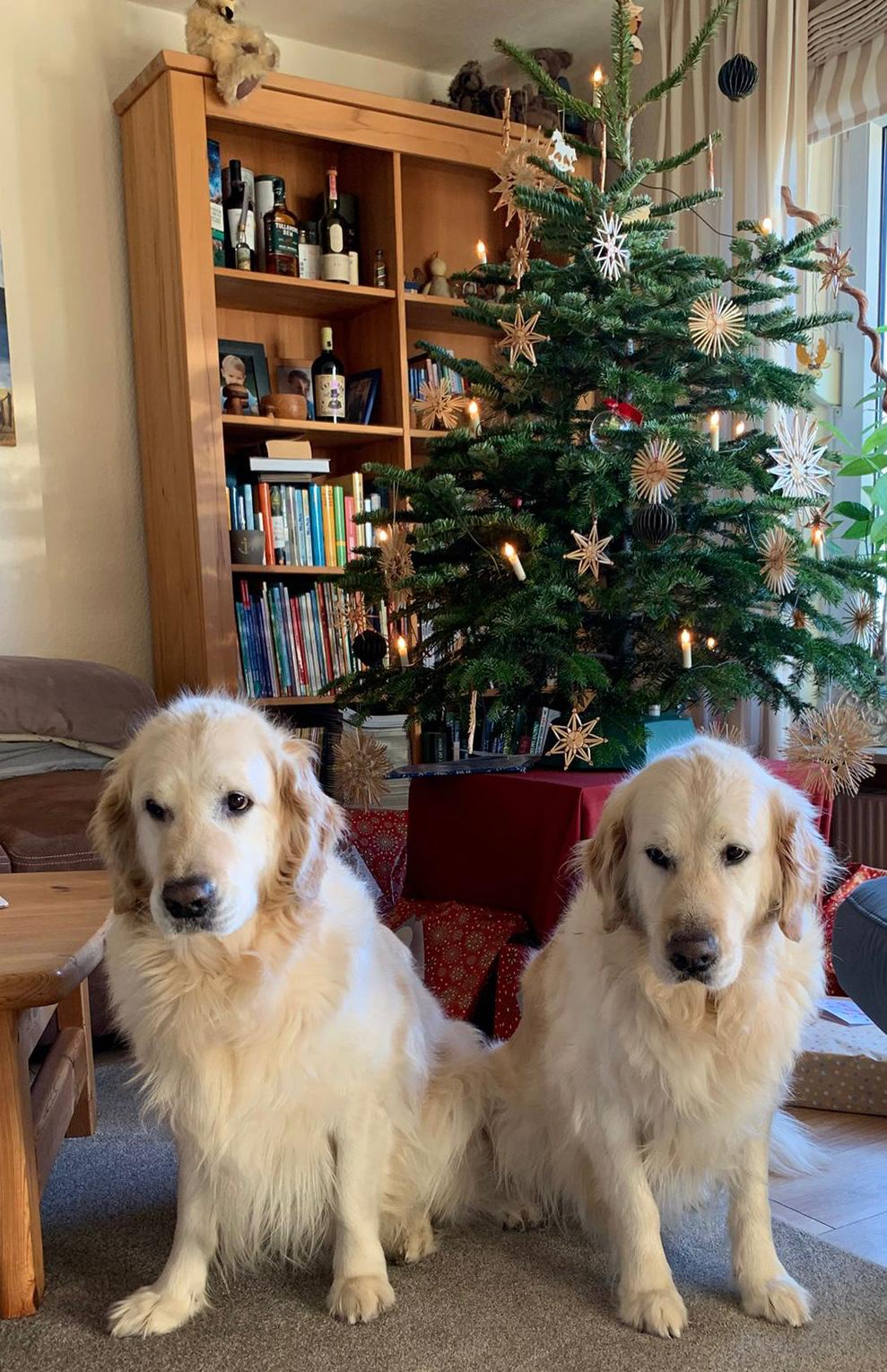 Golden-Retriever-Bremen