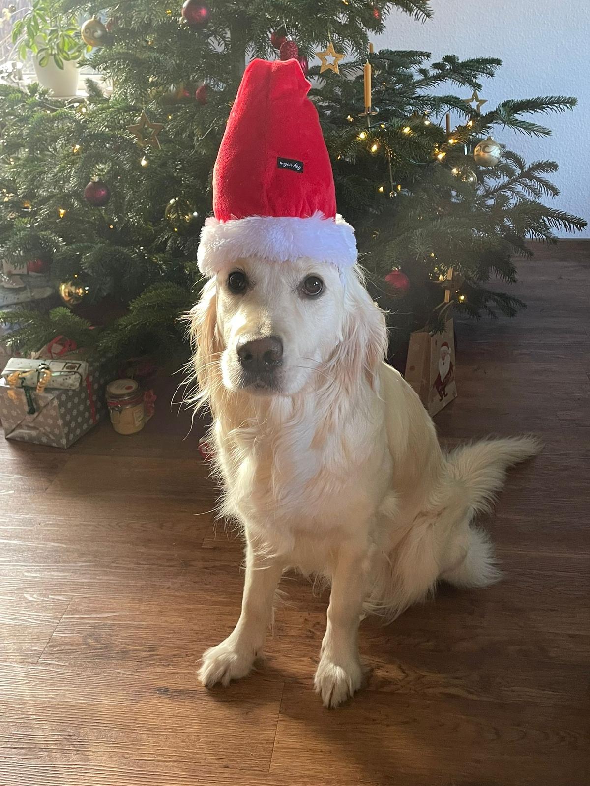 Golden-Retriever-Bremen