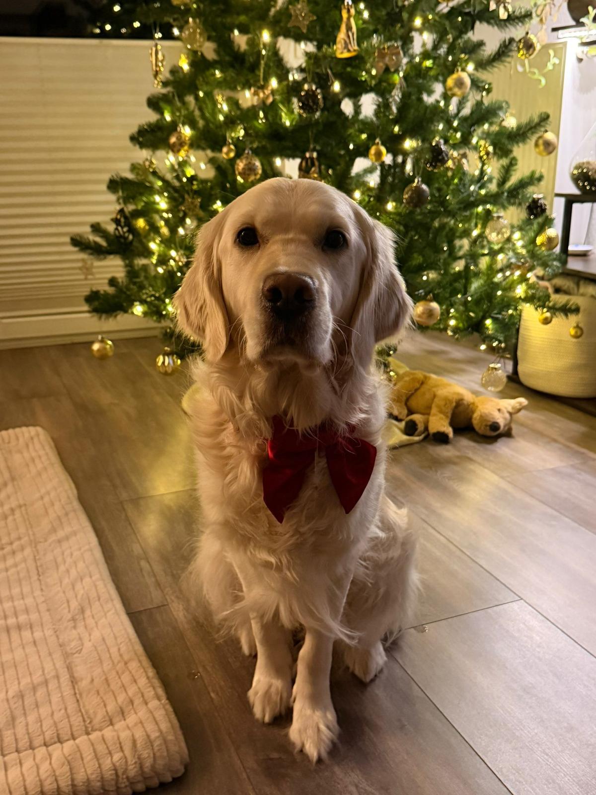 Golden-Retriever-Bremen