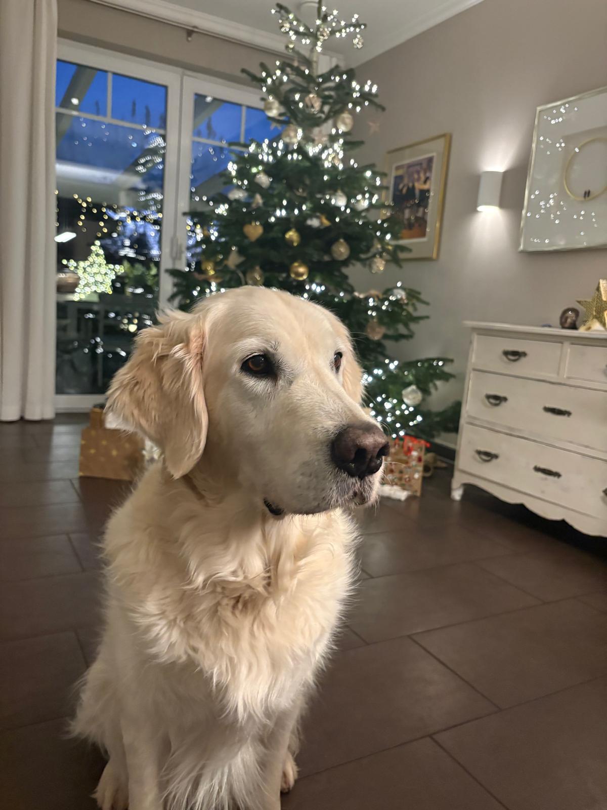 Golden-Retriever-Bremen