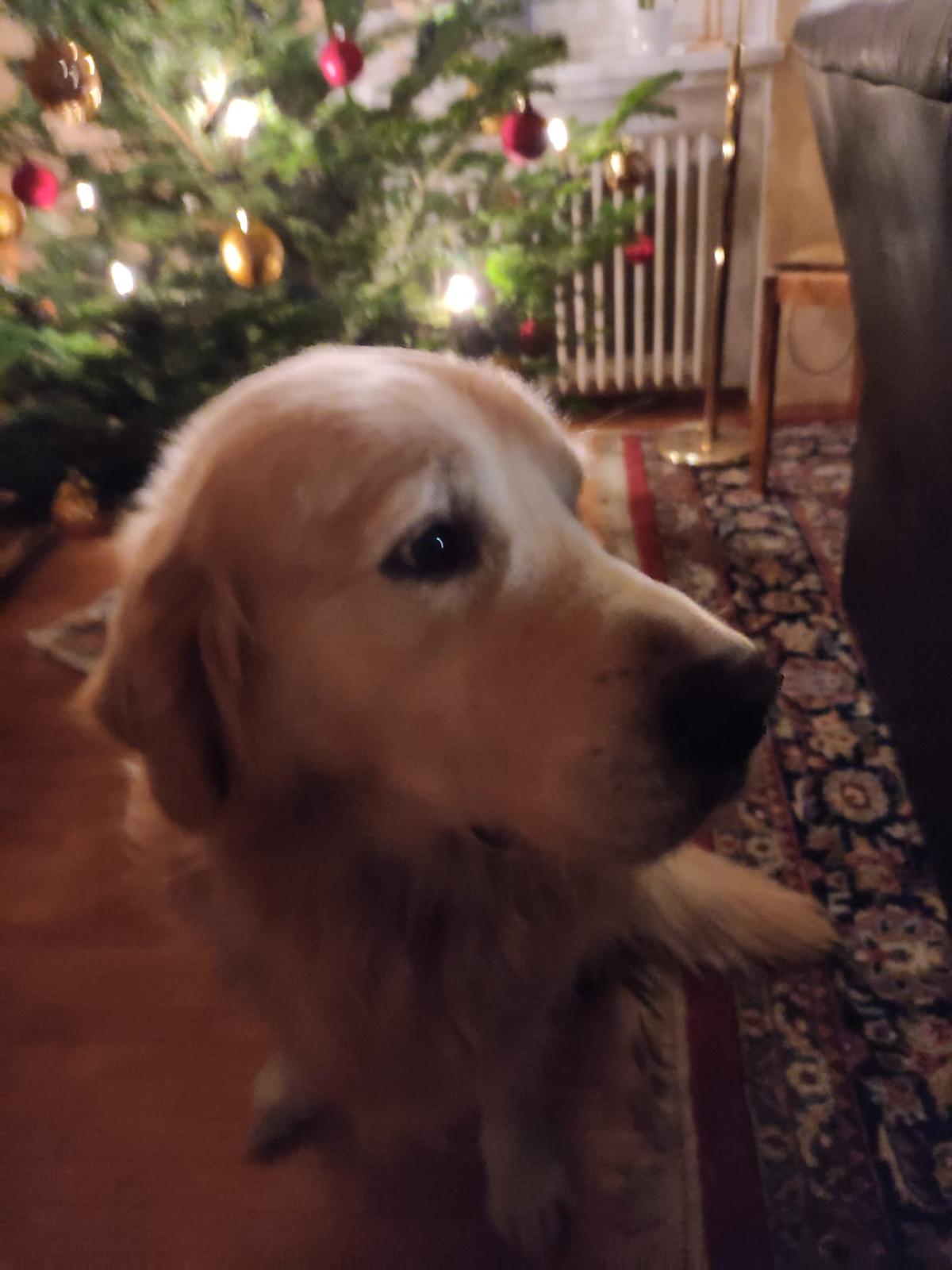 Golden-Retriever-Bremen