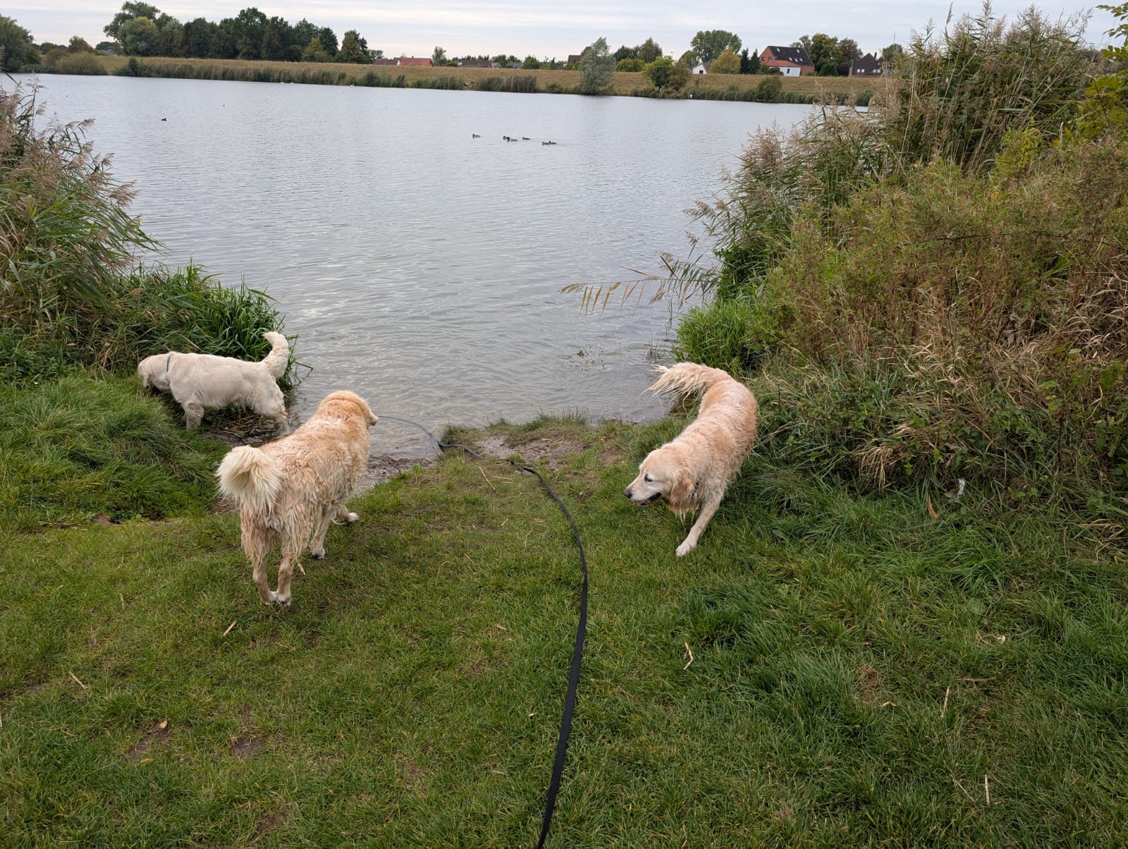 Golden-Retriever-Bremen