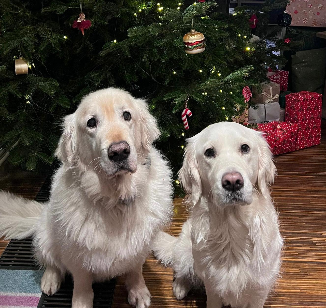 Golden-Retriever-Bremen