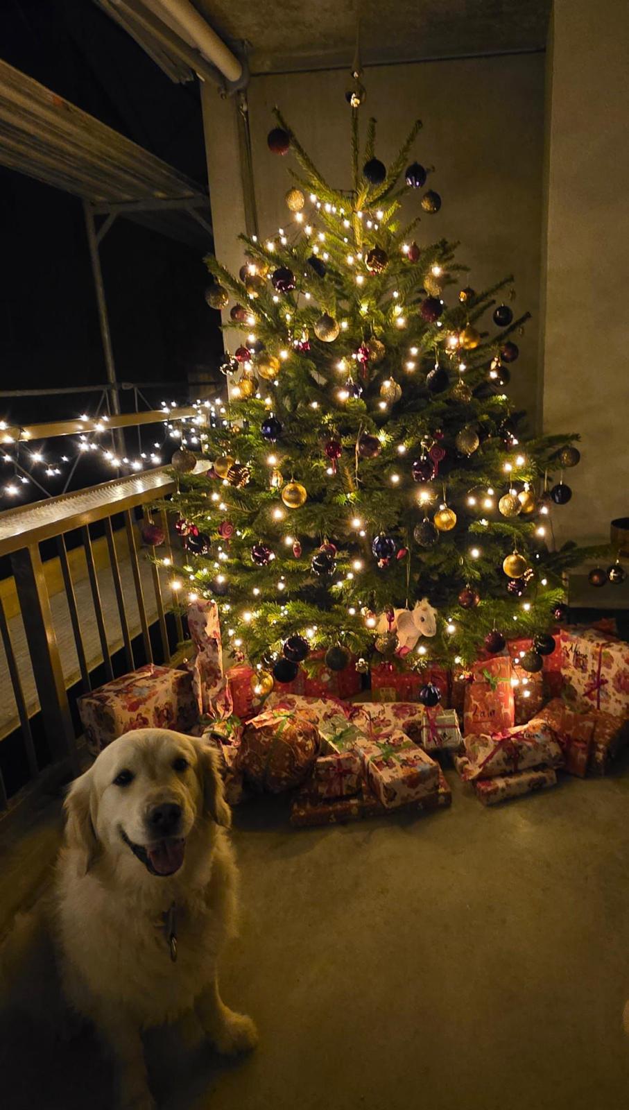 Golden-Retriever-Bremen