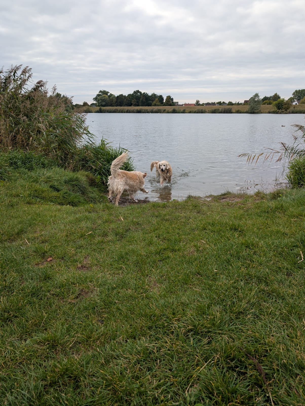 Golden-Retriever-Bremen